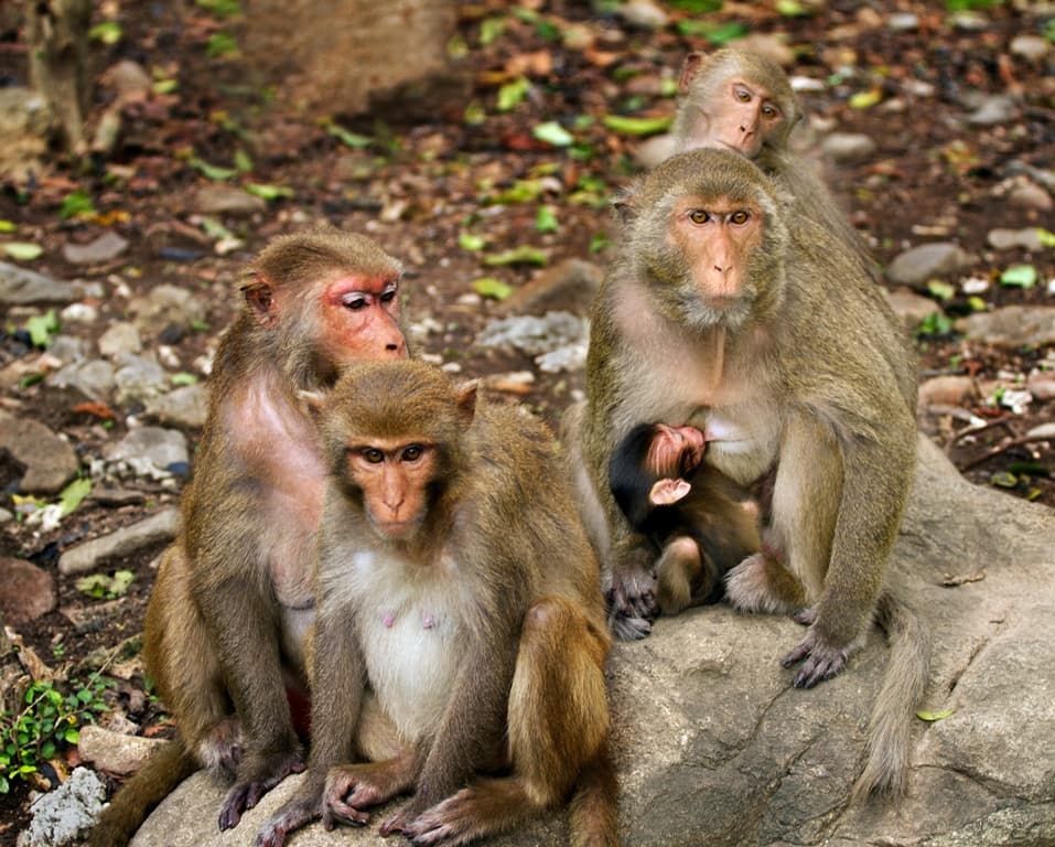 Discover Monkey Island - Where Nature and Endless Joy Meet - Hình 1