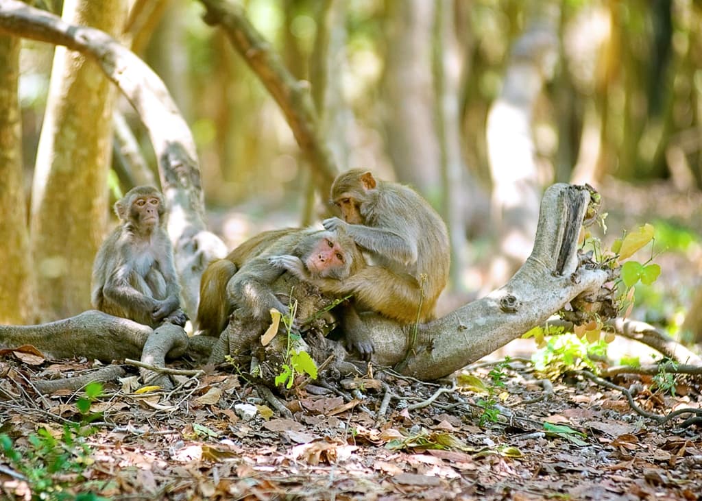 Discover Monkey Island - Where Nature and Endless Joy Meet - Hình 3